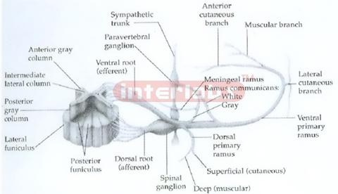 POSTERIOR VIEW OF SPINAL CORD AND DISTRIBUTION OF RIGHT SPINAL NERVE AND IMMEDIATE BRANCHES